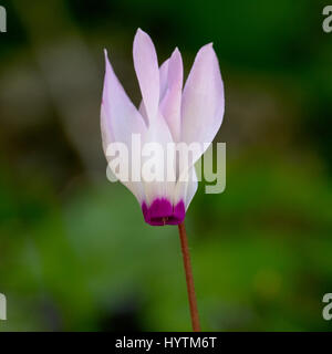 Cyclamen de Perse (Cyclamen persicum), macro d'une fleur simple, péninsule d'Akamas, Paphos, Chypre. Banque D'Images