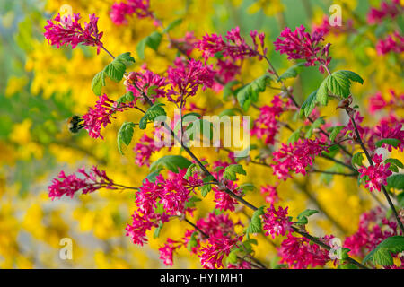 Ribes sanguineum groseillier rouge à fleurs et de Forsythia x intermedia Banque D'Images