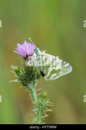 Green-Striped : Euchloe belemia papillon blanc. L'Estrémadure, Espagne. Banque D'Images