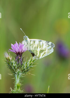 Green-Striped : Euchloe belemia papillon blanc. L'Estrémadure, Espagne. Banque D'Images