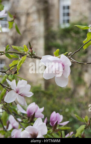 Magnolia 'iolanthe' arbre dans Worcester College au printemps. Oxford, Oxfordshire, Angleterre Banque D'Images