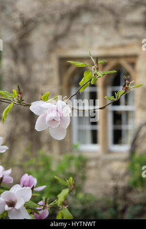 Magnolia 'iolanthe' arbre dans Worcester College au printemps. Oxford, Oxfordshire, Angleterre Banque D'Images