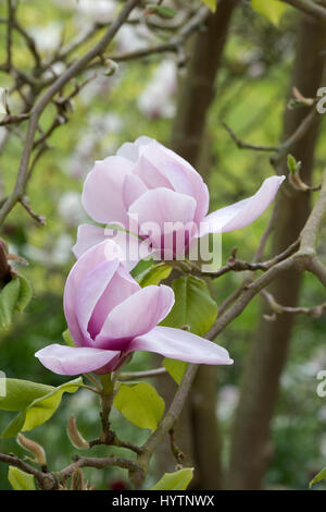 Magnolia 'iolanthe' arbre dans Worcester College au printemps. Oxford, Oxfordshire, Angleterre Banque D'Images