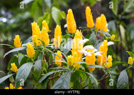 Lutea Pachystachys arbuste jaune dans le jardin. Usine de crevettes d'or de sucette. Banque D'Images