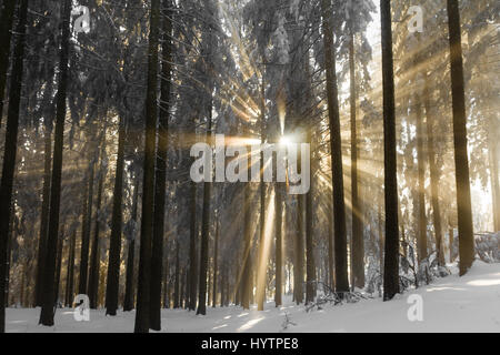 Rayons de briser le froid brouillard un arbres couverts de neige. Banque D'Images