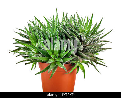 Plante succulente en pot de fleurs isolé sur fond blanc, Haworthia Fasciata Banque D'Images