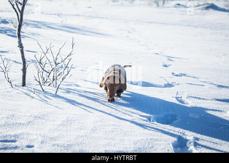 Un beau brun teckel chien avec un chandail tricoté de marcher dans la neige Banque D'Images