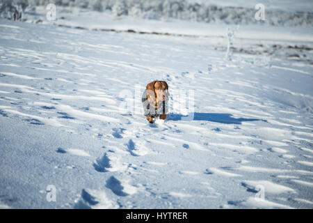 Un beau brun teckel chien avec un chandail tricoté de marcher dans la neige Banque D'Images