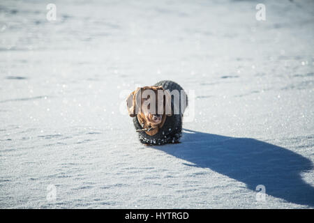 Un beau brun teckel chien avec un chandail tricoté de marcher dans la neige Banque D'Images