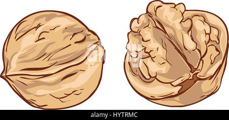 Fond blanc Hand drawn vector cartoon noyer Illustration de Vecteur