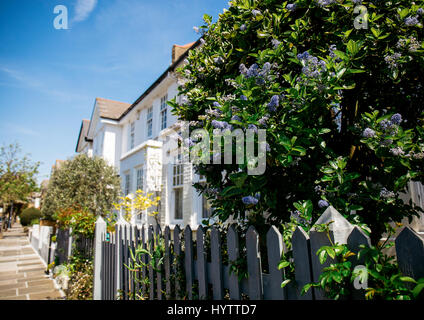 Arbres en fleurs dans un magnifique jardin de devant sur apporter matin de printemps à Londres. Banque D'Images