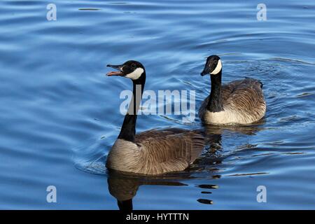 Deux Bernaches du Canada (Branta canadensis) à d'autres oiseaux qui klaxonnent pour défendre leur territoire sur un lac Banque D'Images