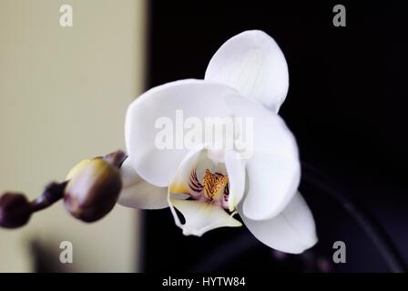 Close up belle orchidée blanche. Banque D'Images