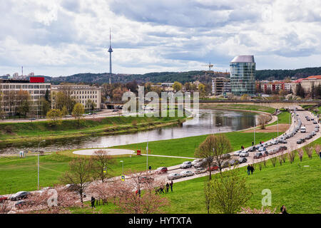 Vilnius, Lituanie - 23 Avril 2016 : People walking de Sakura ou cherry tree blossom garden à centre-ville de Vilnius, en Lituanie, au printemps Banque D'Images