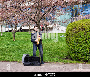 Vilnius, Lituanie - 23 Avril 2016 : le saxophoniste de Sakura ou cerisiers en fleurs fleurs jardin au printemps, Vilnius, Lituanie Banque D'Images