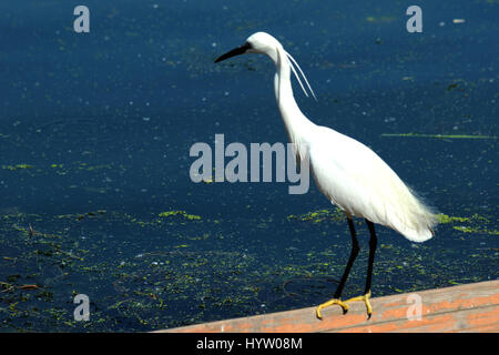 Cachemire, Paradis sur Terre, UN oiseau repose sur un poteau en bois (photo Copyright © par Saji Maramon) Banque D'Images