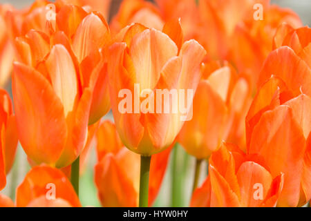 Tulipa 'Orange Emperor' Banque D'Images