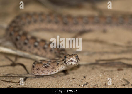 Ocellated vu-scaled Viper (Echis ocellatus) Banque D'Images