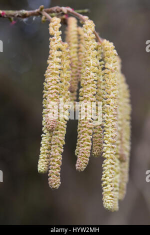 Les fleurs mâles (chatons) de l'aulne (Alnus glutinosa) Banque D'Images