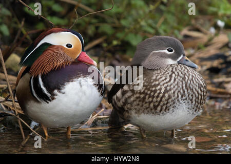 Paire de canards mandarins (Aix galericulata) Banque D'Images