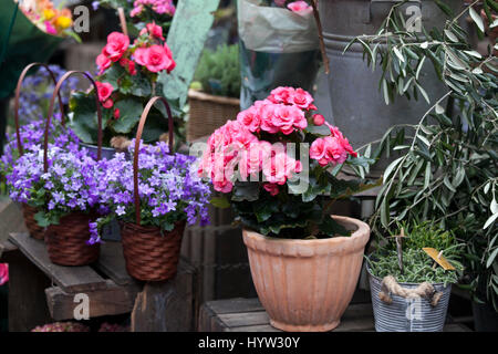 Begonia et campagne dans des pots comme décoration du mur de la chambre Banque D'Images