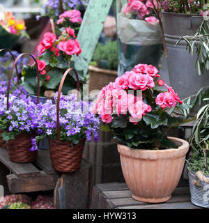 Begonia et campagne dans des pots comme décoration du mur de la chambre Banque D'Images