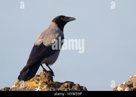 Hooded Crow (Corvus corone cornix) Banque D'Images