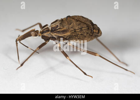 La peau de muer de Rhodnius prolixus (kissing bug) - l'insecte qui transmet le parasite (Trypanosoma cruzi) qui cause la maladie de Chagas Banque D'Images