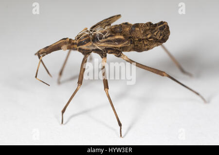 La peau de muer de Rhodnius prolixus (kissing bug) - l'insecte qui transmet le parasite (Trypanosoma cruzi) qui cause la maladie de Chagas Banque D'Images