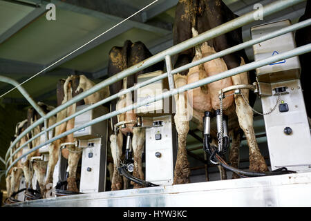 Machine à traire les vaches et au Rotary de farm Banque D'Images