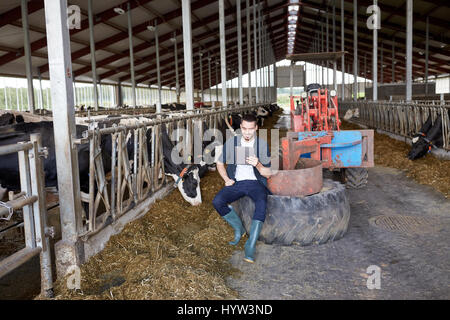 Jeune homme avec tablet pc et les vaches sur ferme laitière Banque D'Images