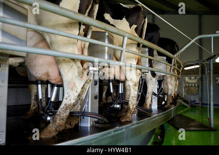 Machine à traire les vaches et au Rotary de farm Banque D'Images