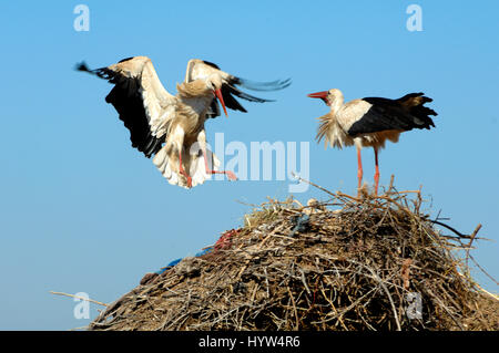 Cigogne blanche Ciconia ciconia, atterrissage, sur son nid Banque D'Images