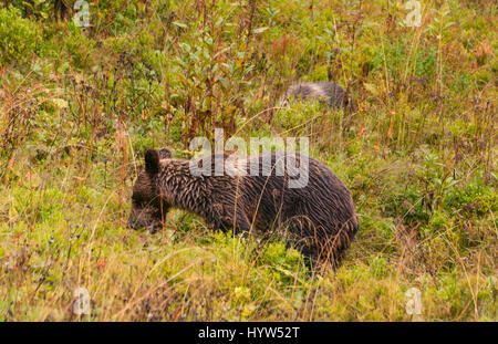 Ours brun dans l'environnement naturel dans l'ouest des Tatras en Pologne Banque D'Images