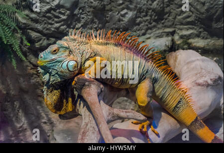 Fermer big iguana au soleil sur une branche Banque D'Images