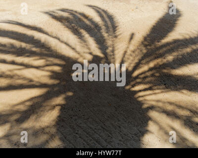 Ombre de frondes de palmiers sur le sable Banque D'Images