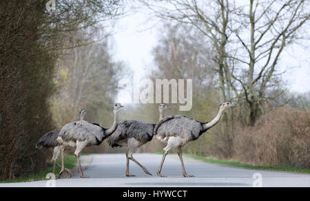 Un groupe de nandous sauvages peuvent être vus sur un champ entre Schönberg et Utecht, Allemagne, 31 mars 2017. L'Europe seule population sauvage de nandou maîtrisé les mois d'hiver et est actuellement en pleine croissance. Plus de 220 animaux ont été dénombrés à la fin de mars à la frontière entre Toscane et Schleswig-Holstein, dans le nord de l'Allemagne. Photo : Christian Charisius/dpa Banque D'Images