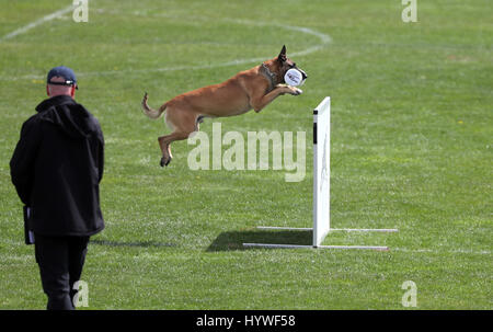 Halle, Allemagne. 26 avril, 2017. Le chien de berger Malinois du nom de Quo Vadis Canis Bebeto en action au cours de l 'obéissance' test au Championnat du Monde Berger Belge à Halle, Allemagne, 26 avril 2017. Les Championnats du Monde de Berger Belge a lancé aujourd'hui à Halle pour environ 750 Belges de 40 pays. Protection de l'environnement, le suivi et l'obéissance - en particulier en combinaison - sont considérés comme la "haute ecole" de dog sports, selon les organisateurs. Dpa : Crédit photo alliance/Alamy Live News Banque D'Images