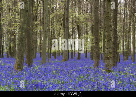 HERTFORDSHIRE, Royaume-Uni. 25 avril 2017. Jacinthes en fleurs en bois Dockey sur l'Ashridge Estate. Des travaux sont en cours pour protéger les jacinthes et encourager les visiteurs à rester sur le sentiers balisés. Banque D'Images