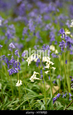 Brighton, UK. Apr 27, 2017. Jacinthes blanches dot parmi les jacinthes des bois dans le Grand Parc à Stanmer Brighton aujourd'hui que le froid mais beau temps sec continue dans le sud-est de l'UK Crédit : Simon Dack/Alamy Live News Banque D'Images