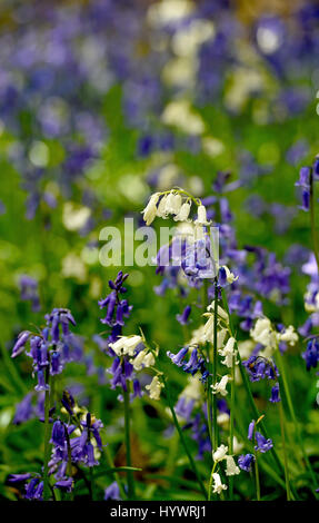 Brighton, UK. Apr 27, 2017. Jacinthes blanches dot parmi les jacinthes des bois dans le Grand Parc à Stanmer Brighton aujourd'hui que le froid mais beau temps sec continue dans le sud-est de l'UK Crédit : Simon Dack/Alamy Live News Banque D'Images