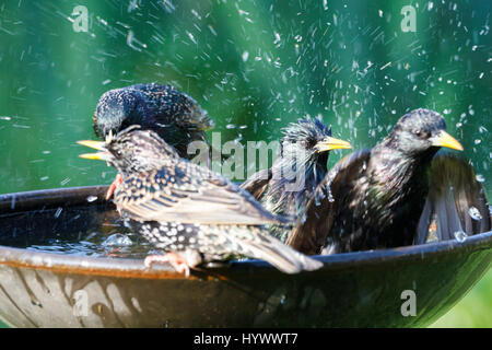 7 avr, 2017. Météo britannique. L'Étourneau sansonnet (Sturnus vulgaris) se chamaillent pour un jardin bain d'oiseaux ce matin dans l'East Sussex, UK Crédit : Ed Brown/Alamy Live News Banque D'Images