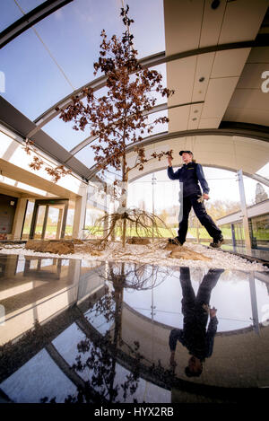 Wakehurst, UK. 7 avril, 2017. Wakehurst - Royal Botanic Gardens. Lancement d'une nouvelle exposition à la Millennium Seed Bank - Structures Secret s'exécute à partir de maintenant jusqu'à mars 2018 Horticulteur Botanique Carol Hart avec le Chêne la pièce qui a récemment été présenté à la BBC et est complète avec système racine sur l'exposition. Crédit : Jim Holden/Alamy Live News Banque D'Images