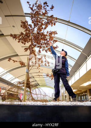 Wakehurst, UK. 7 avril, 2017. Wakehurst - Royal Botanic Gardens. Lancement d'une nouvelle exposition à la Millennium Seed Bank - Structures Secret s'exécute à partir de maintenant jusqu'à mars 2018 Horticulteur Botanique Carol Hart avec le Chêne la pièce qui a récemment été présenté à la BBC et est complète avec système racine sur l'exposition. Crédit : Jim Holden/Alamy Live News Banque D'Images