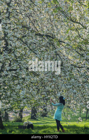 Londres, Royaume-Uni. 7 avr, 2017. Les arbres en fleurs sont une grande attraction pour les visiteurs asiatiques - les touristes et les habitants jouissent de la fin d'après-midi et la fleur de printemps dans la région de Green Park. Crédit : Guy Bell/Alamy Live News Banque D'Images