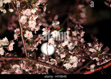 Tokyo, Japon. 7 avr, 2017. La lune est visible derrière les fleurs de cerisier fleuri entièrement illuminé à Tokyo le Vendredi, Avril 7, 2017. Affichage des cerisiers en fleurs est un passe-temps national et culturel au Japon, où des millions de personnes de les admirer chaque année. Credit : Yoshio Tsunoda/AFLO/Alamy Live News Banque D'Images