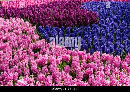 Cultivars Hyacinthus orientalis Banque D'Images