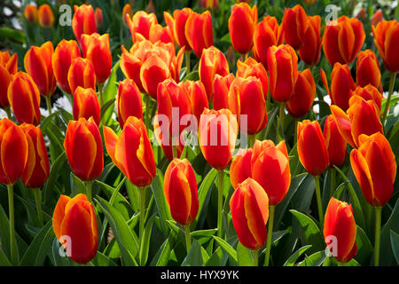 Tulipa greigii 'United states' Banque D'Images