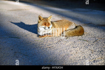 Red Fox assis sur la route Banque D'Images