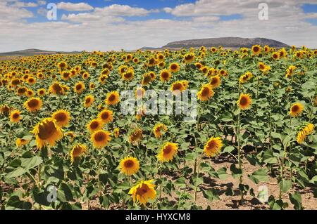 Champ de tournesol (Helianthus annuus), Costa de la Luz, Cadix Province, Andalusia, Spain Banque D'Images